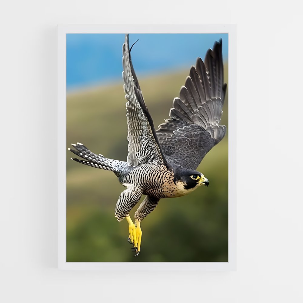 ap-falcon-11 cadre Blanc