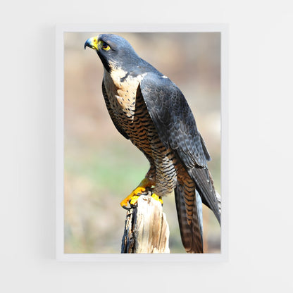 ap-falcon-14 cadre Blanc