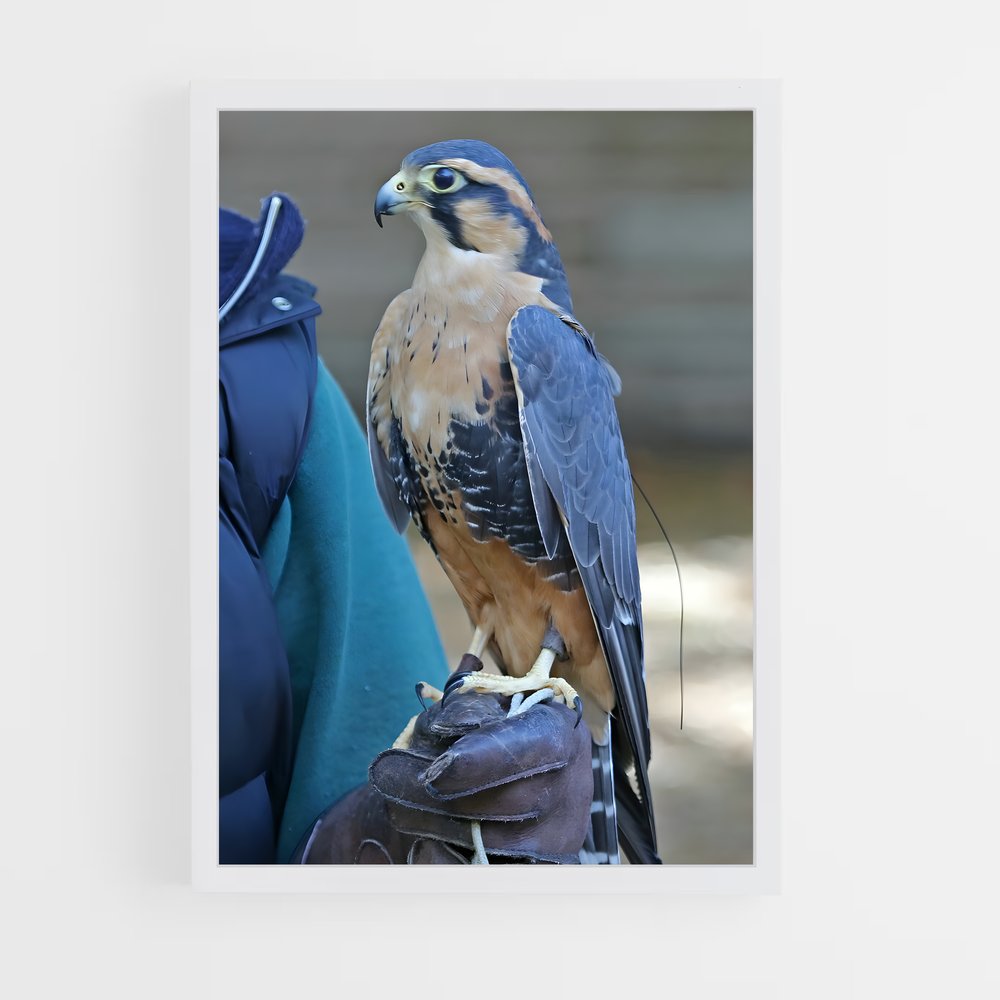 ap-falcon-8 cadre Blanc