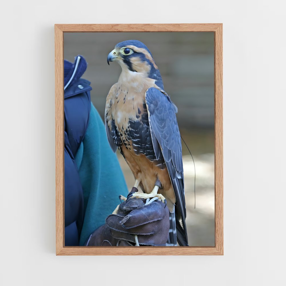 ap-falcon-8 cadre Bois clair