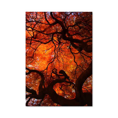 Poster Fall colors 97617
