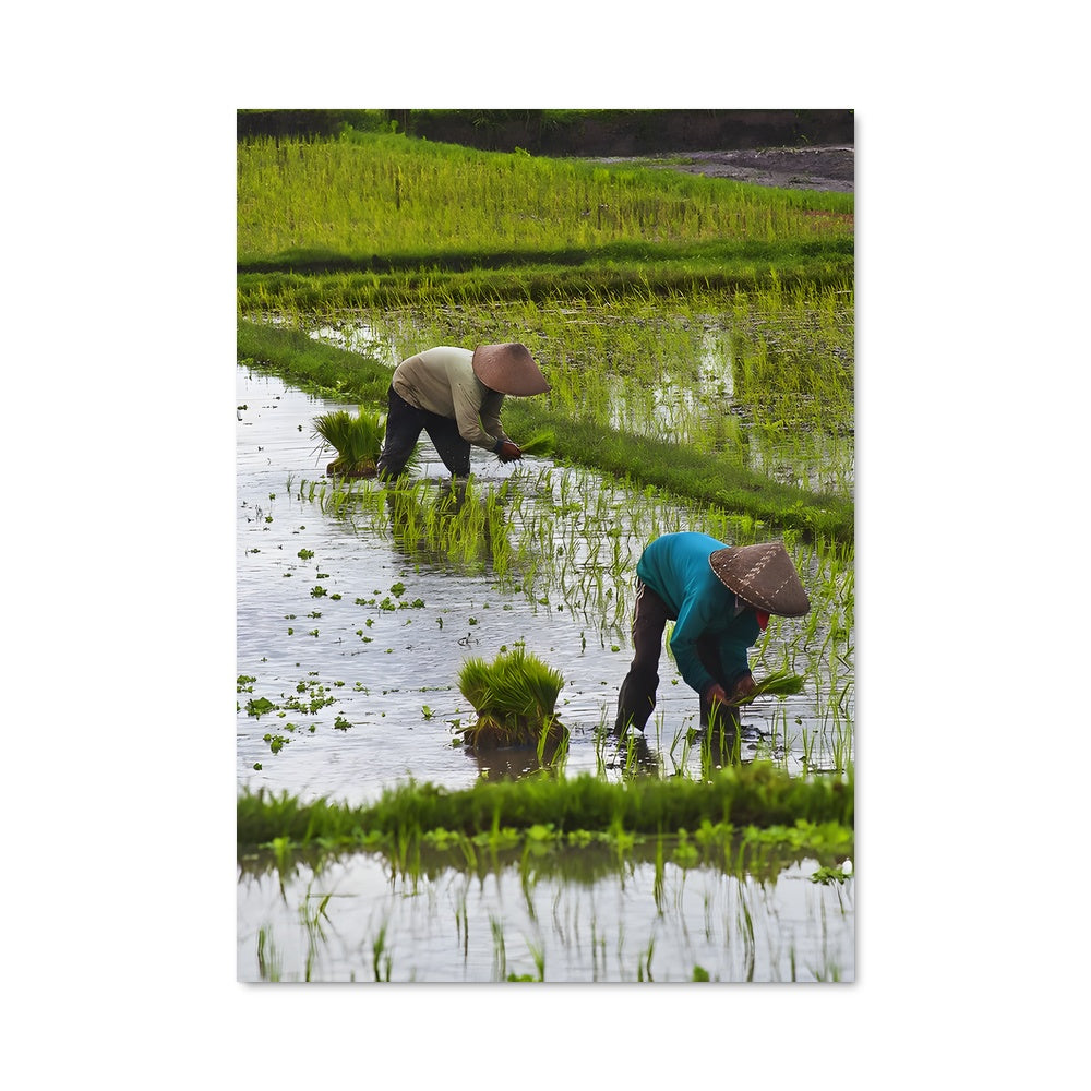 Poster Cœurs de Riz