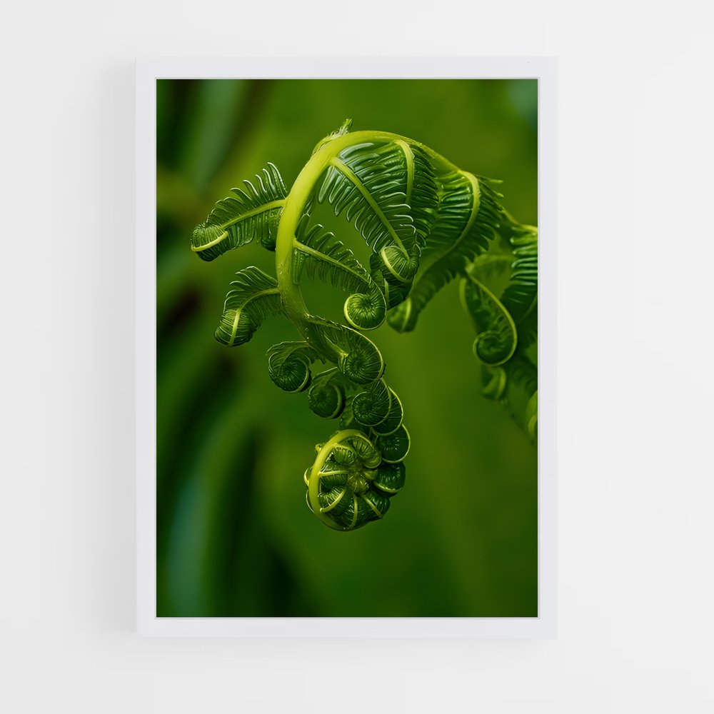 ap-ferns-1 cadre Blanc
