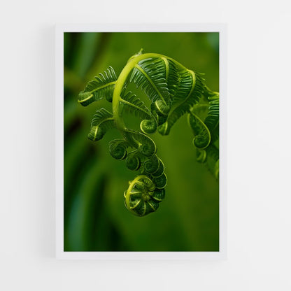 ap-ferns-1 cadre Blanc