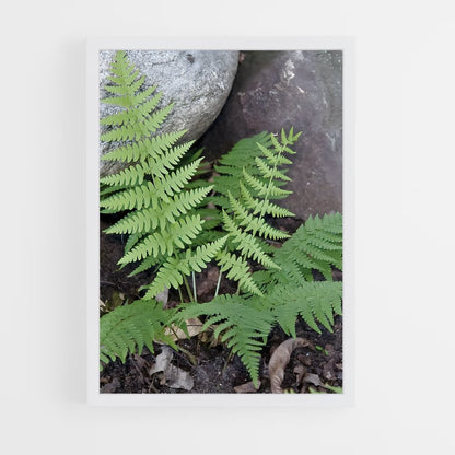 ap-ferns-10 cadre Blanc