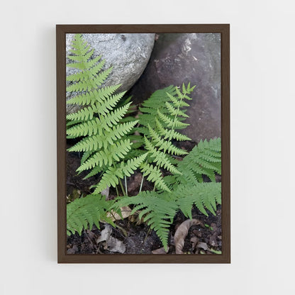 ap-ferns-10 cadre Bois foncé