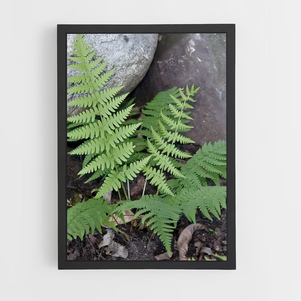 ap-ferns-10 cadre Noir