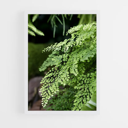 ap-ferns-2 cadre Blanc