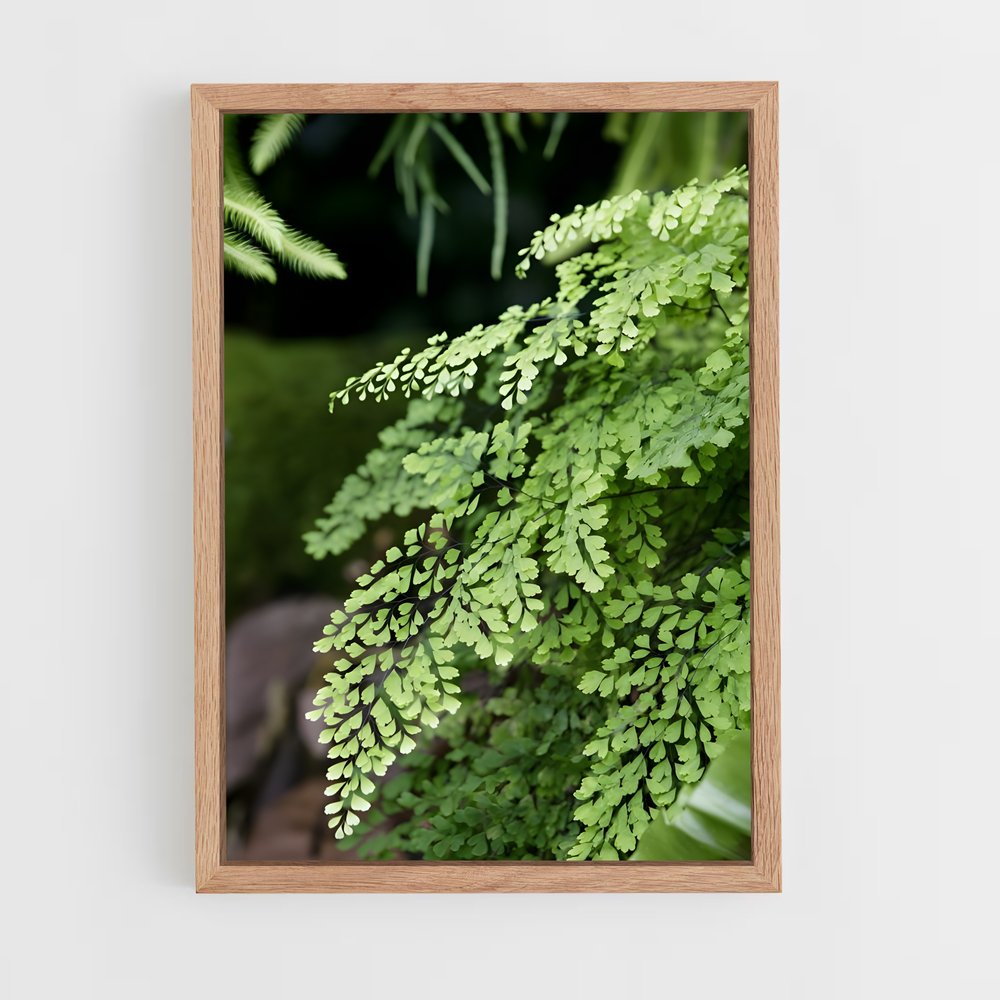 ap-ferns-2 cadre Bois clair