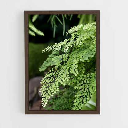 ap-ferns-2 cadre Bois foncé