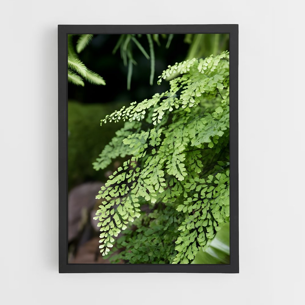 ap-ferns-2 cadre Noir