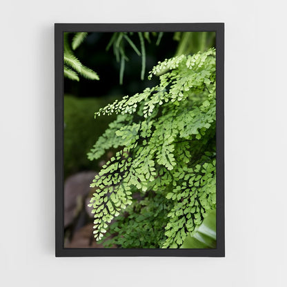 ap-ferns-2 cadre Noir