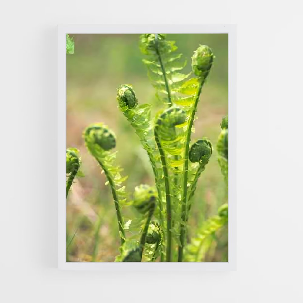 ap-ferns-4 cadre Blanc