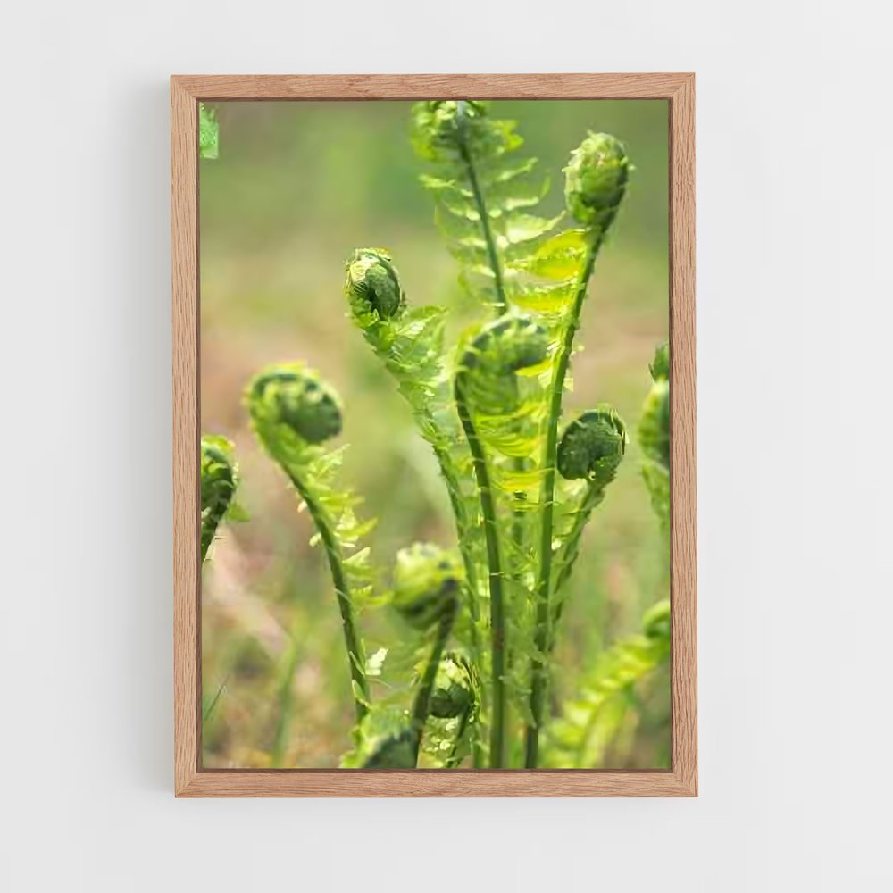 ap-ferns-4 cadre Bois clair