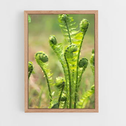 ap-ferns-4 cadre Bois clair