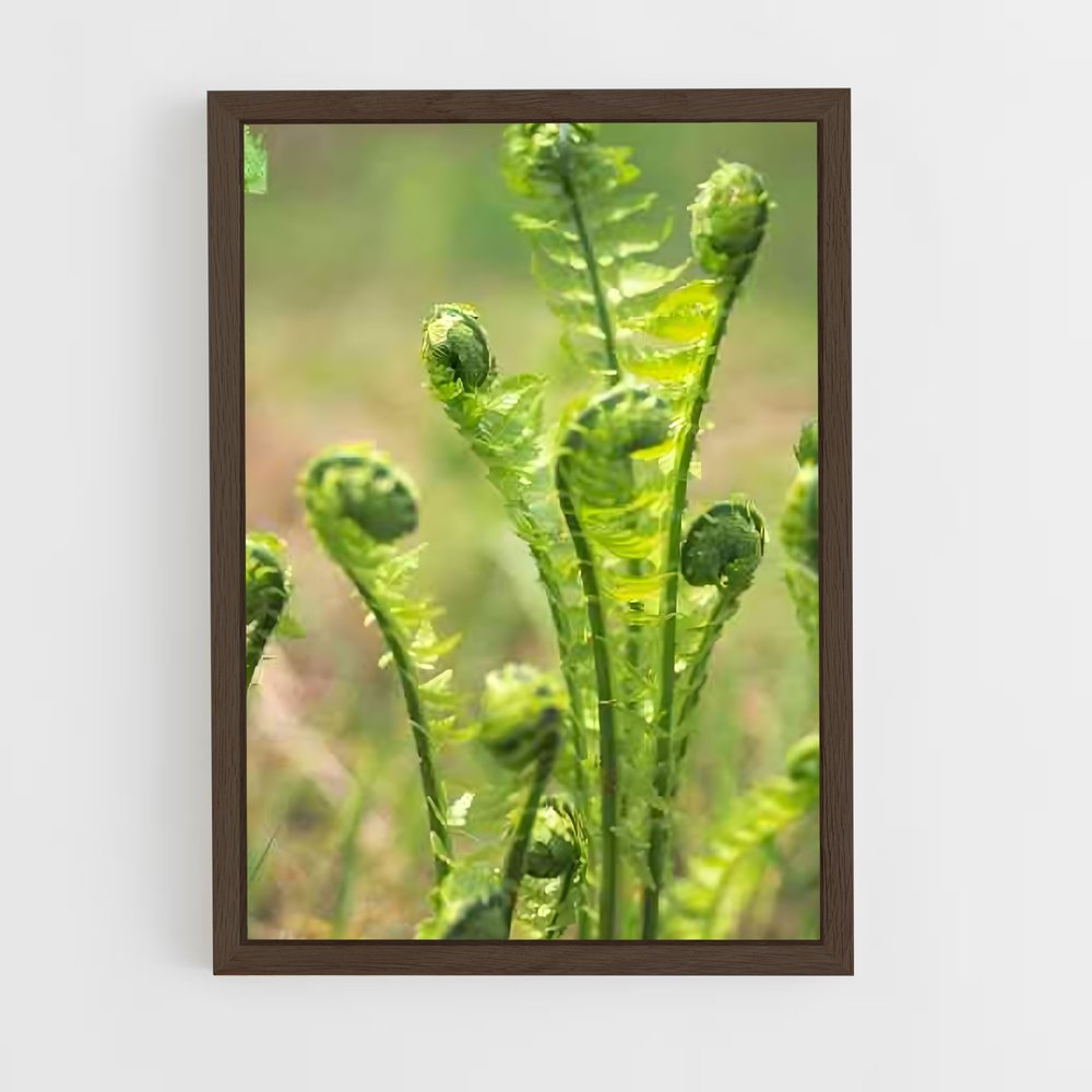 ap-ferns-4 cadre Bois foncé