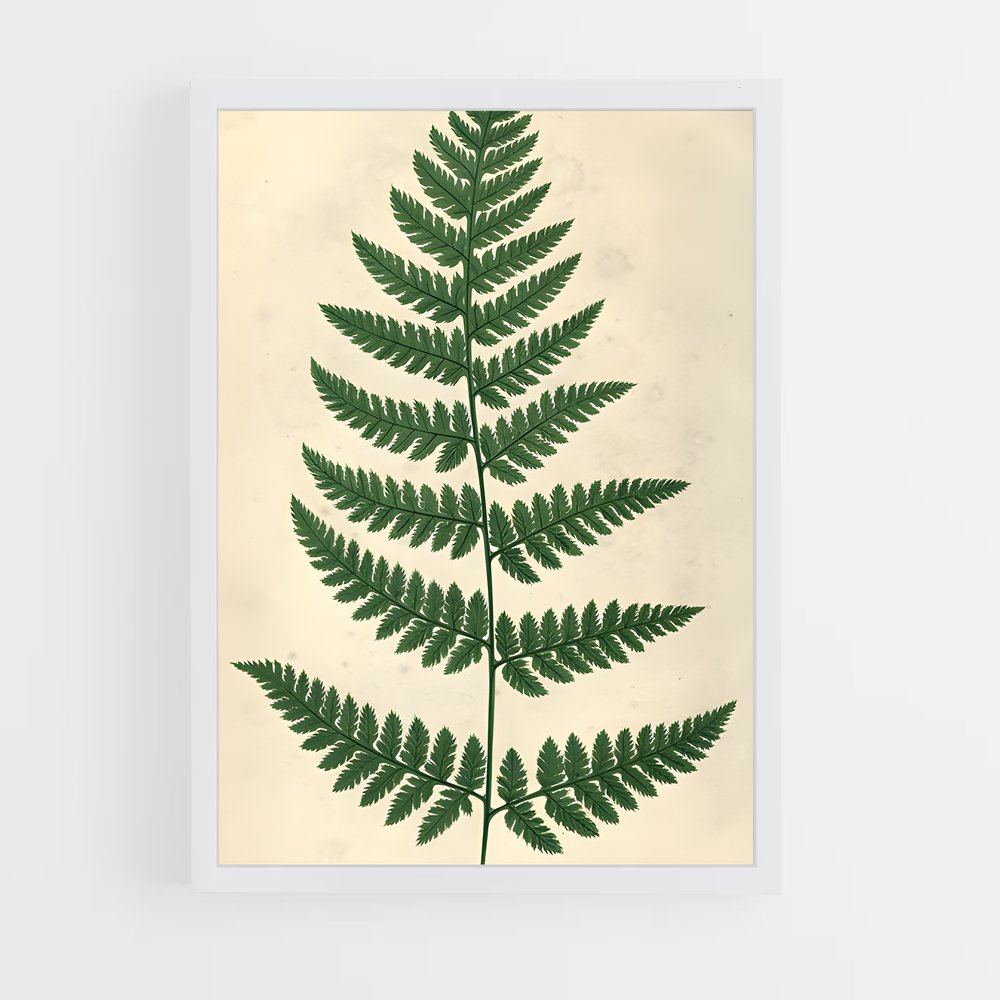 ap-ferns-5 cadre Blanc