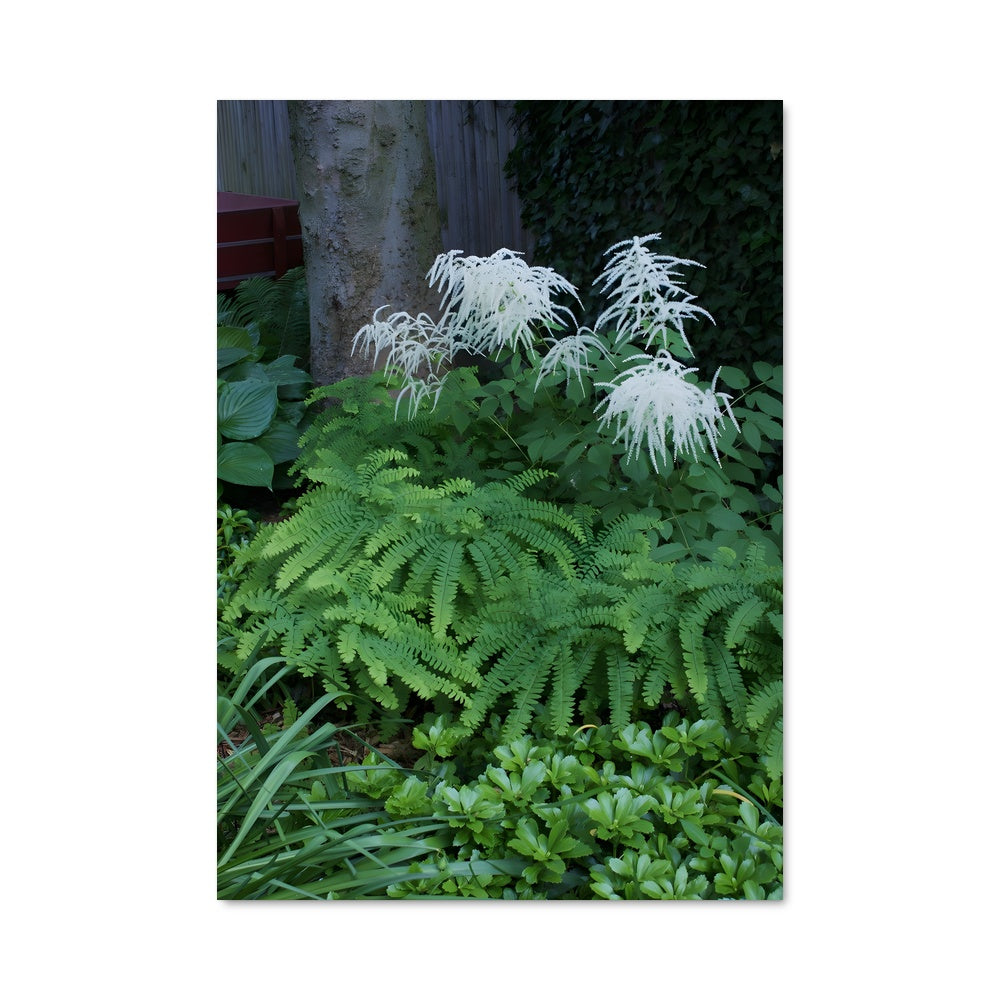 Poster Ferns 96402