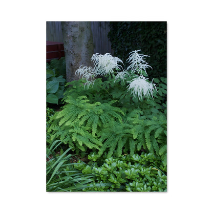 Poster Ferns 96402