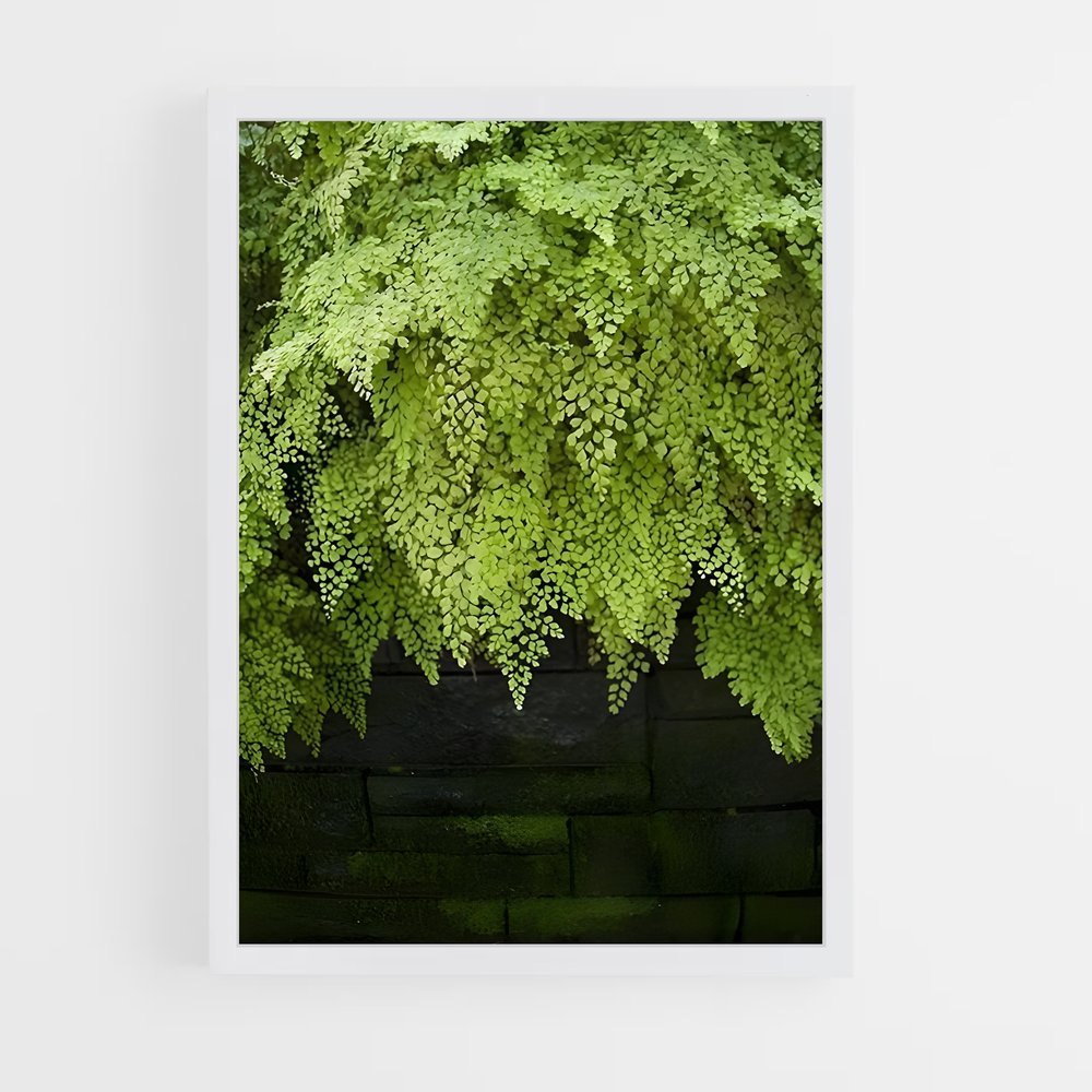 ap-ferns-9 cadre Blanc