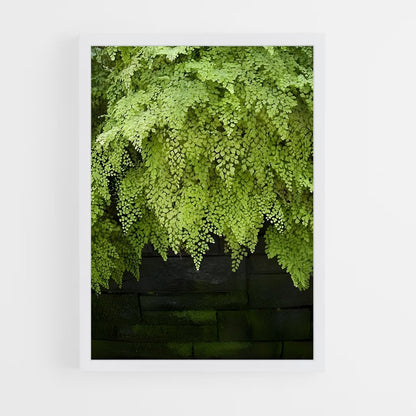 ap-ferns-9 cadre Blanc