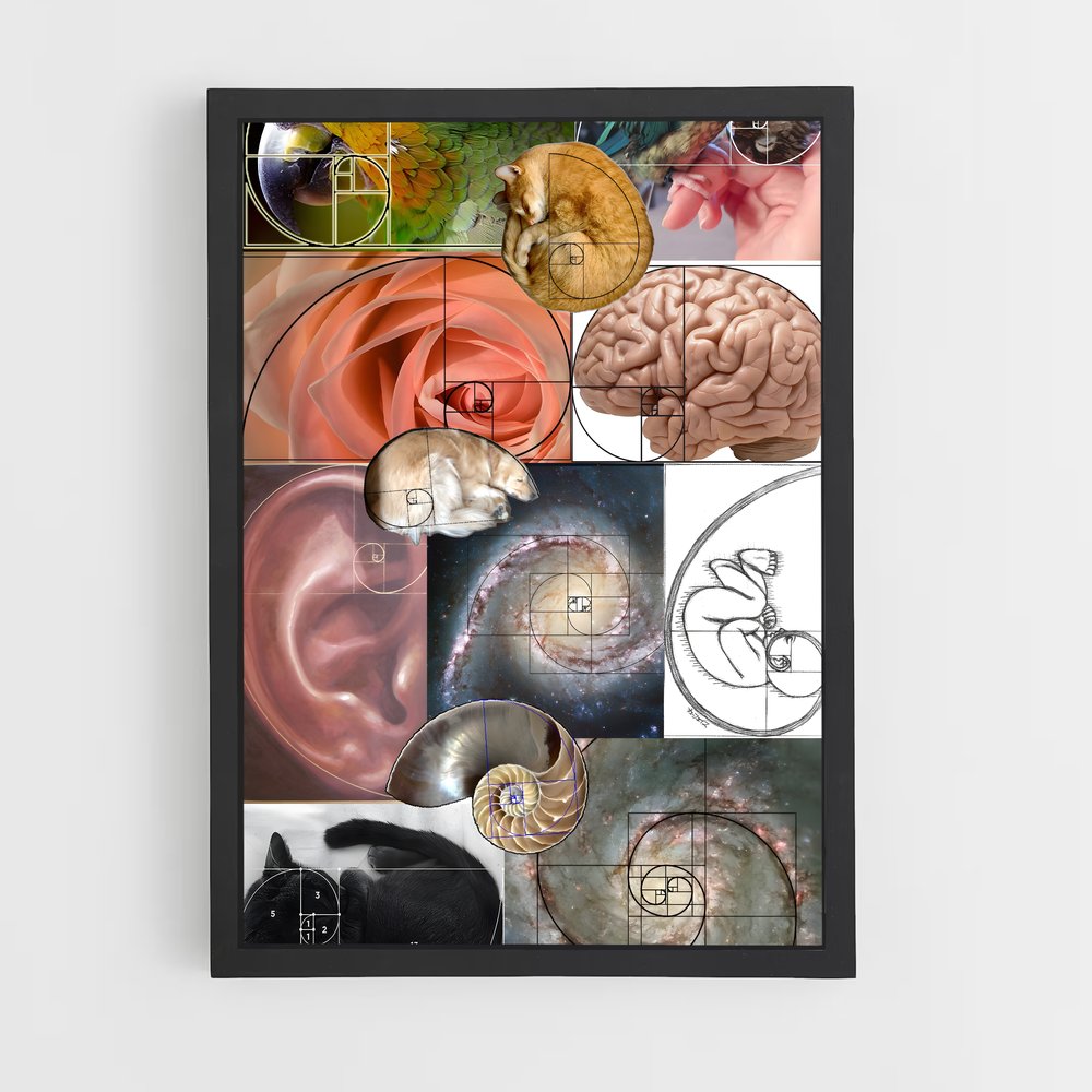 ap-fibonacci spiral-1 cadre Noir
