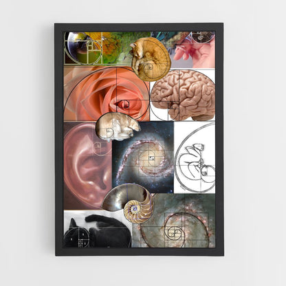 ap-fibonacci spiral-1 cadre Noir