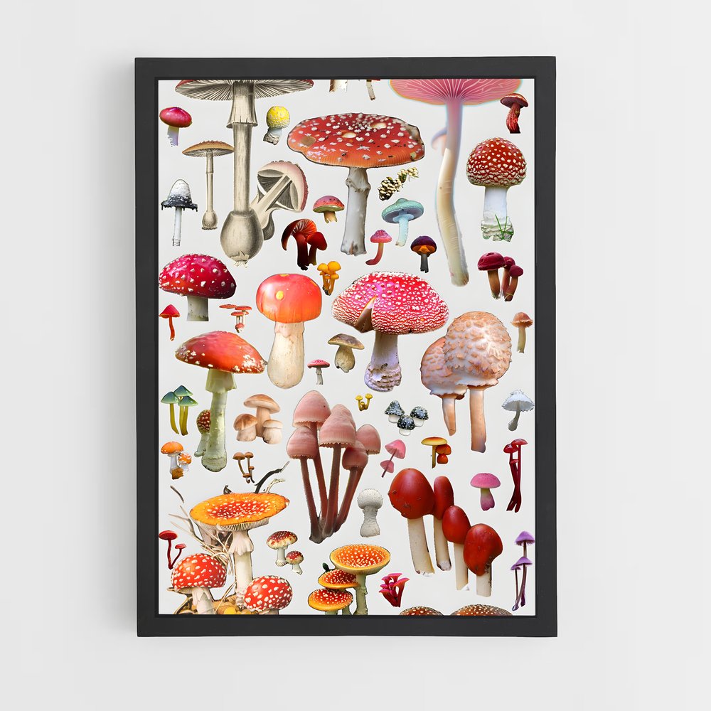 ap-field mushroom-3 cadre Noir