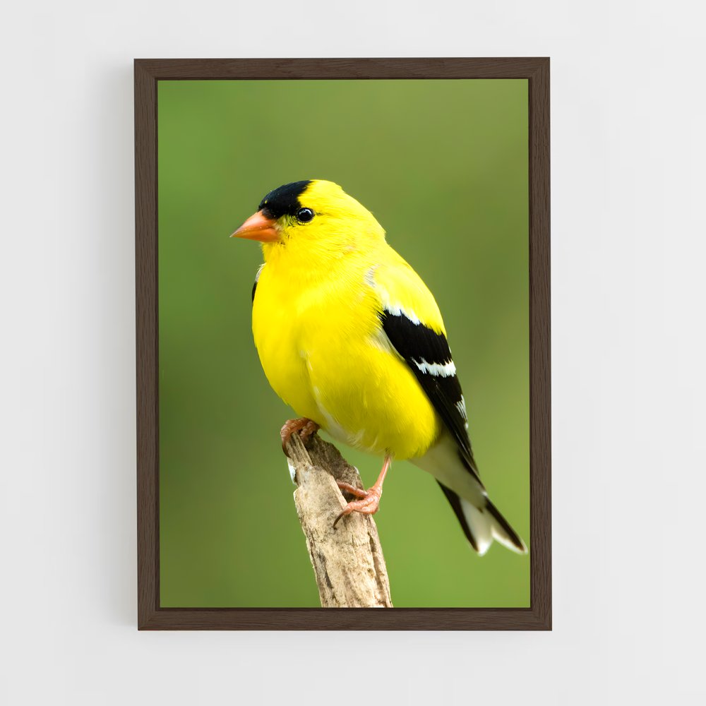 ap-finch-4 cadre Bois foncé