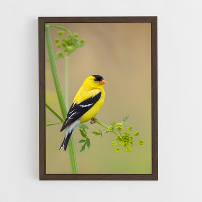 ap-finch-5 cadre Bois foncé