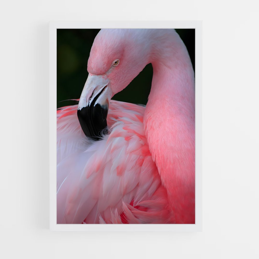 ap-flamingo-8 cadre Blanc
