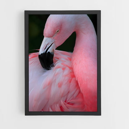 ap-flamingo-8 cadre Noir