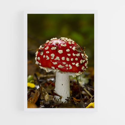 ap-fly agaric-10 cadre Blanc