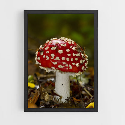 ap-fly agaric-10 cadre Noir