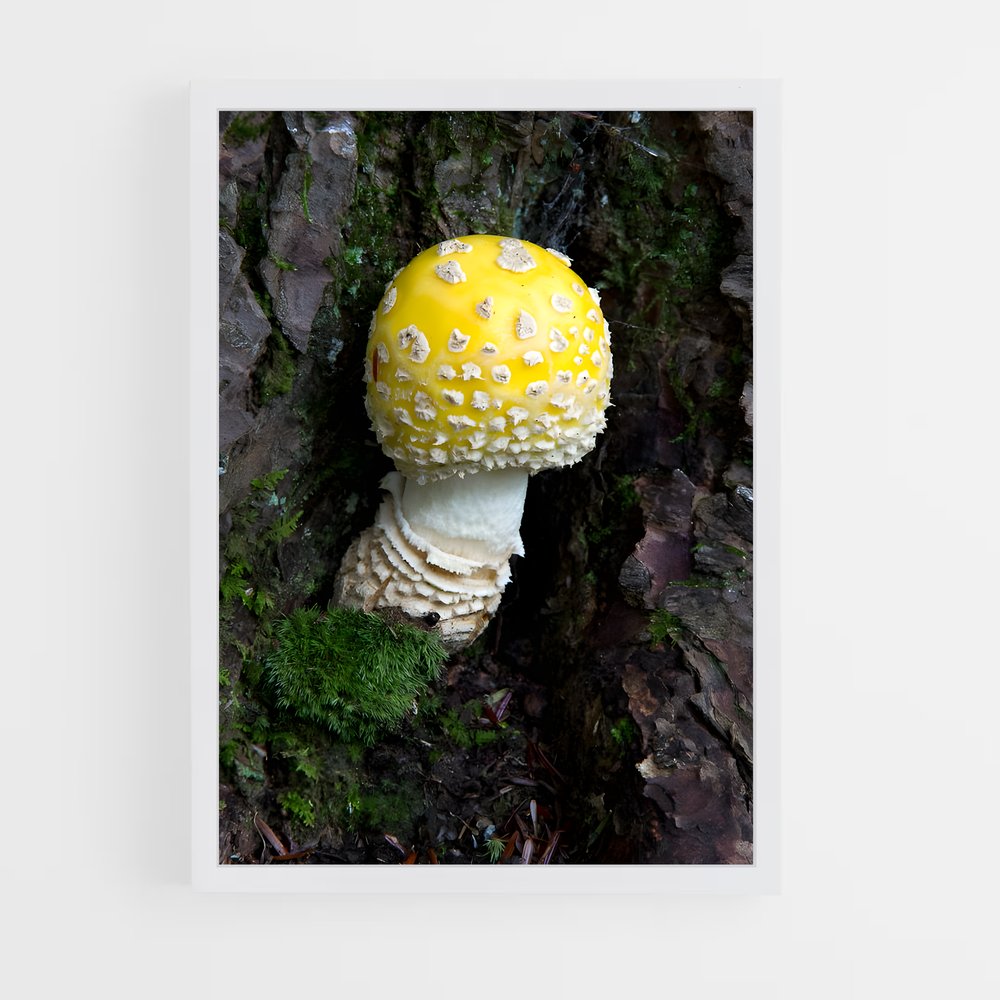 ap-fly agaric-11 cadre Blanc