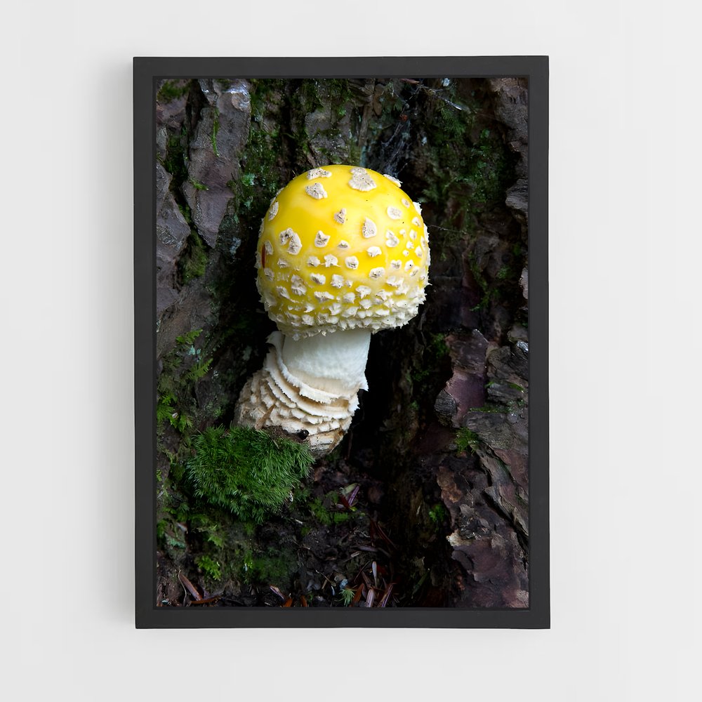 ap-fly agaric-11 cadre Noir