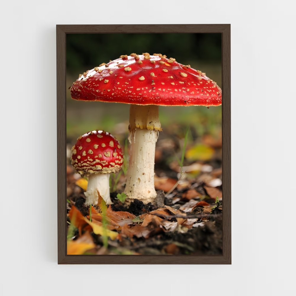 ap-fly agaric-2 cadre Bois foncé