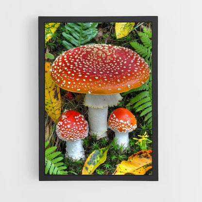 ap-fly agaric-5 cadre Noir