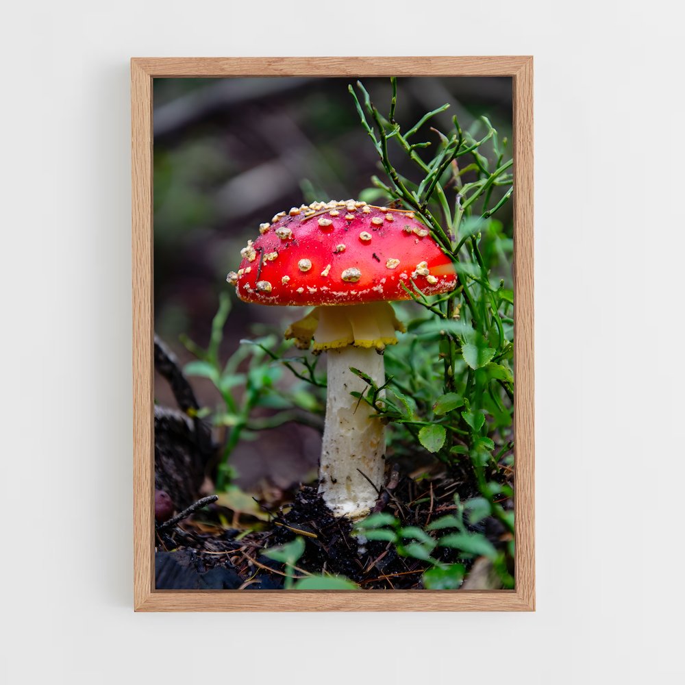 ap-fly agaric-6 cadre Bois clair