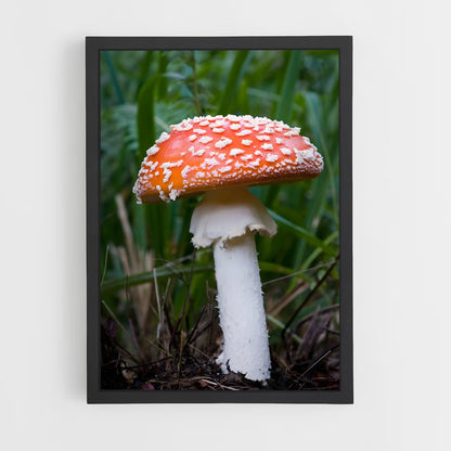 ap-fly agaric-7 cadre Noir