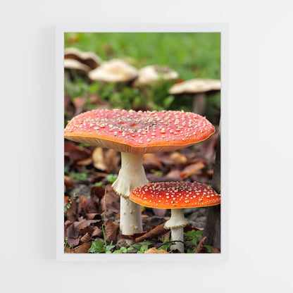 ap-fly agaric-8 cadre Blanc
