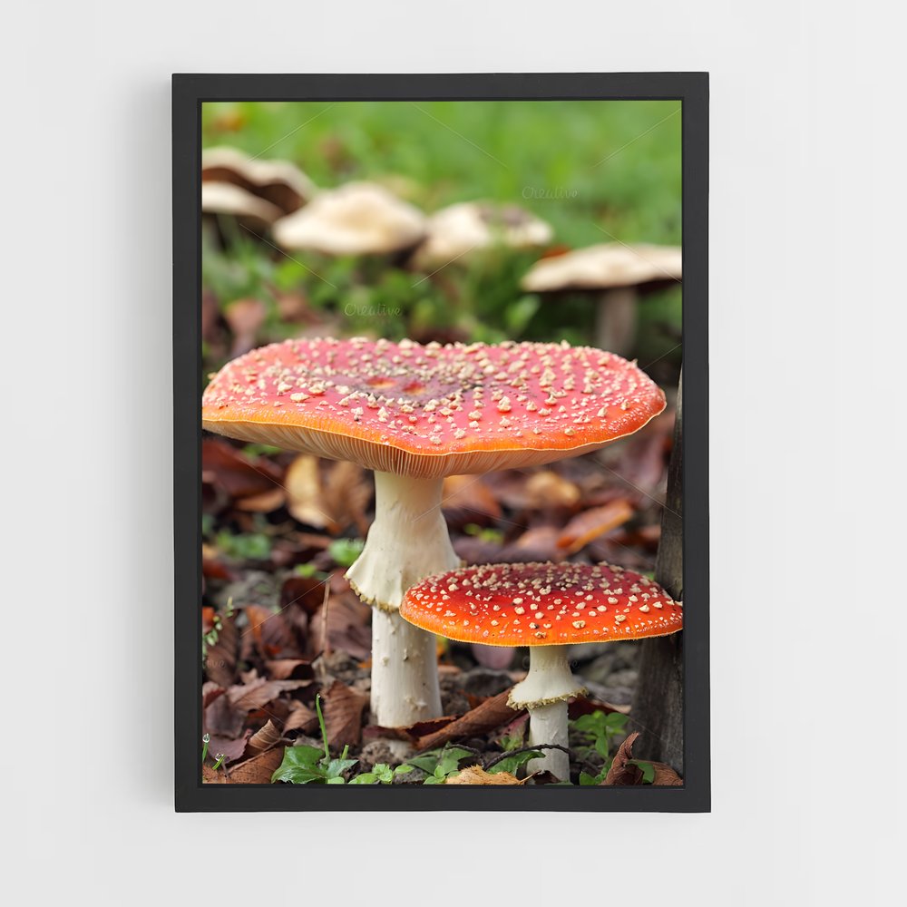 ap-fly agaric-8 cadre Noir
