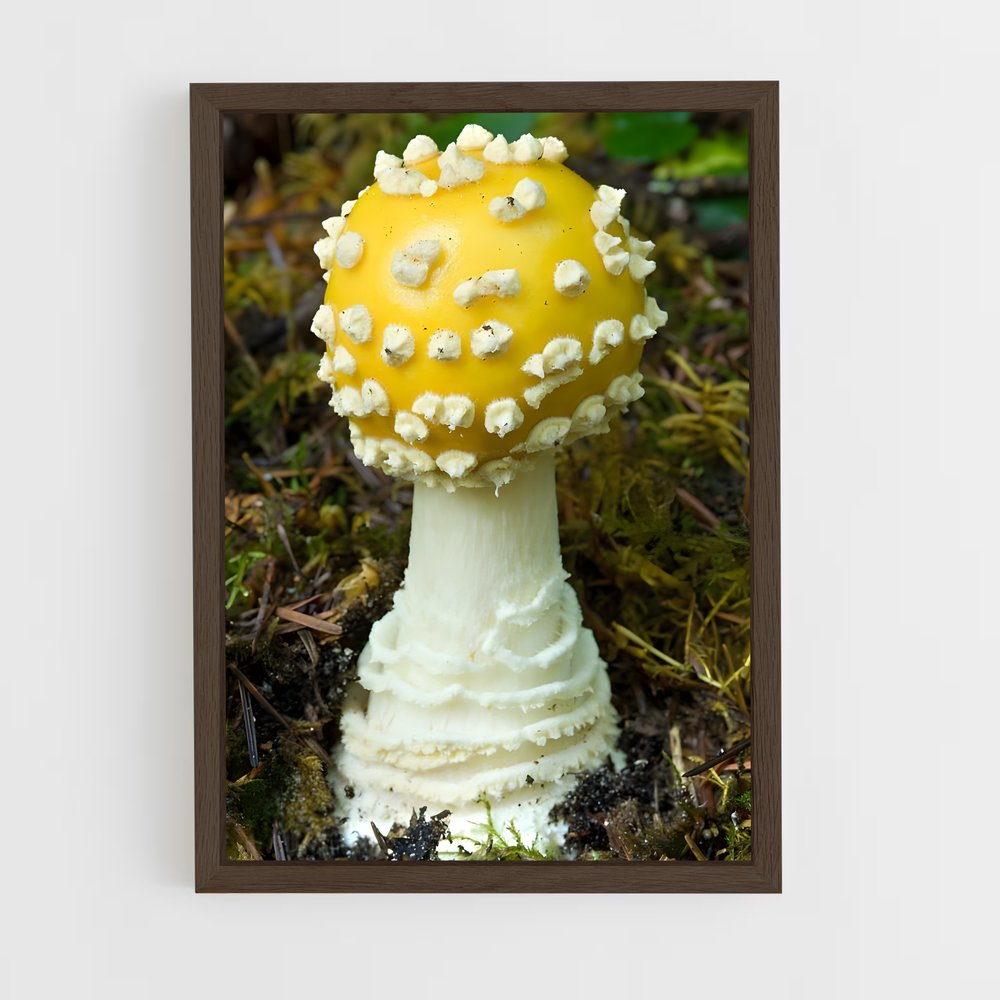 ap-fly agaric-9 cadre Bois foncé