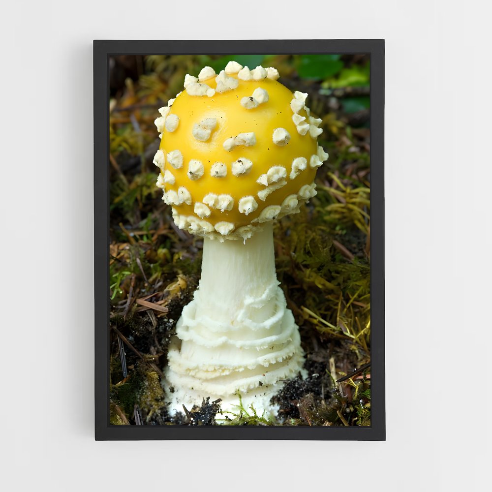 ap-fly agaric-9 cadre Noir