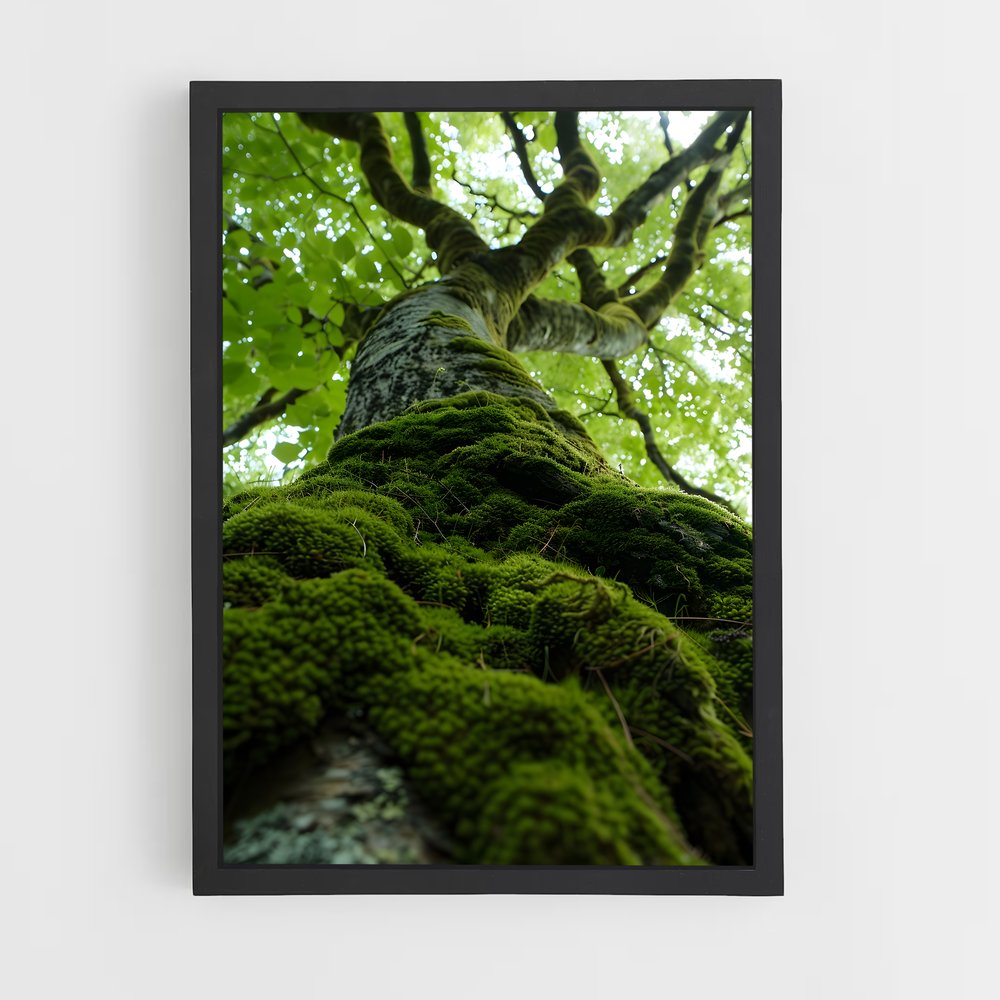 ap-forest moss-1 cadre Noir