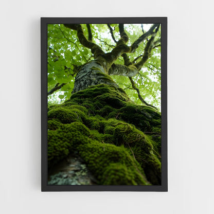 ap-forest moss-1 cadre Noir