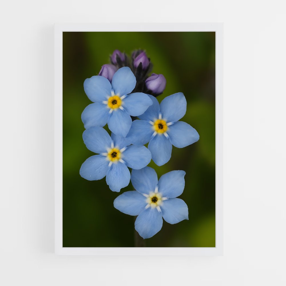 ap-forget-me-not-1 cadre Blanc