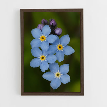 ap-forget-me-not-1 cadre Bois foncé