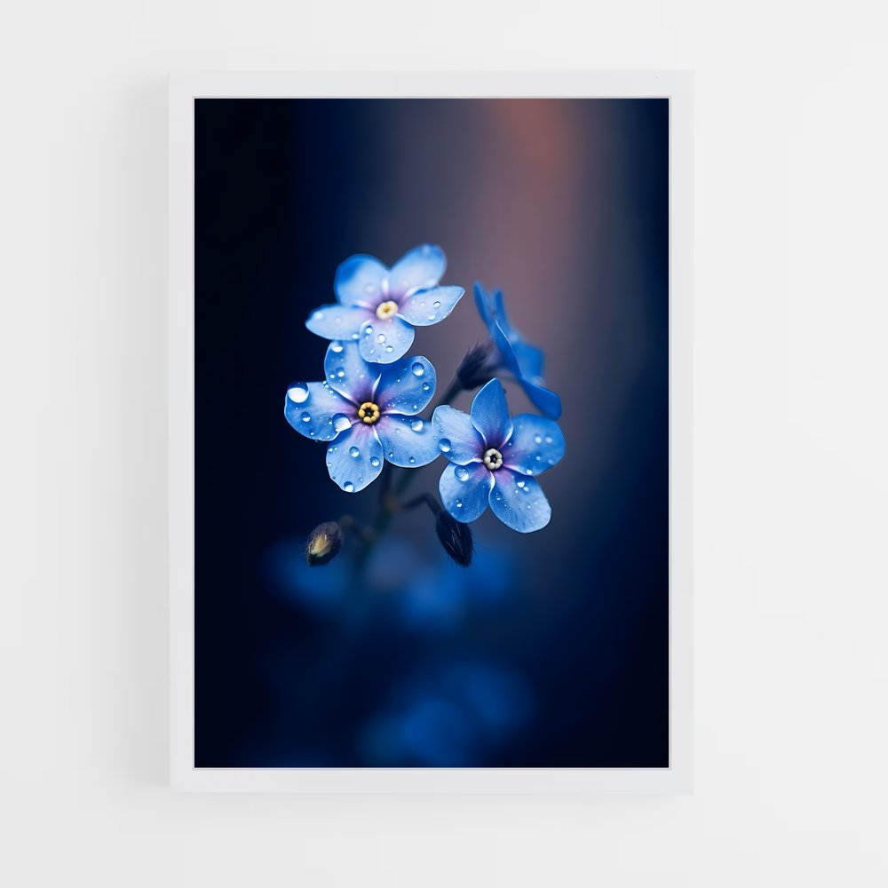 ap-forget-me-not-2 cadre Blanc