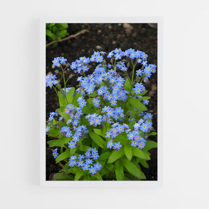 ap-forget-me-not-3 cadre Blanc